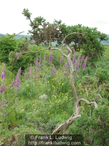 Around Lough Nasool